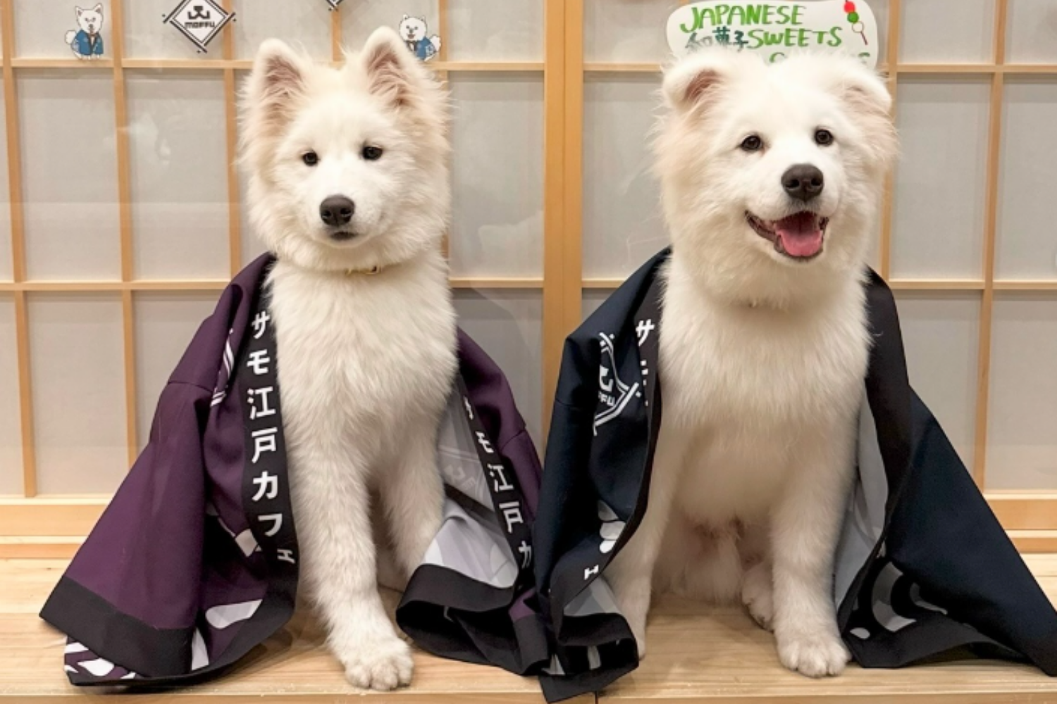 株式会社ONeOFF Group（東京都渋谷区）が運営する「サモエドカフェmoffu 竹下通り店」店舗情報画像