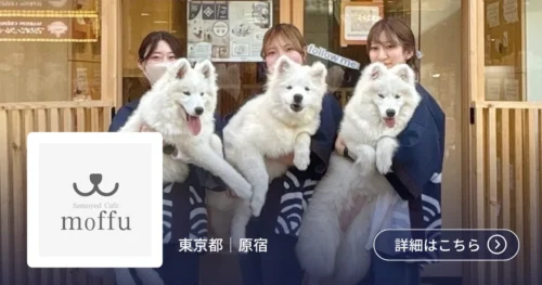 導入事例 株式会社ONeOFF Group(東京都渋谷区)が運営する「サモエドカフェmoffu 竹下通り店」
